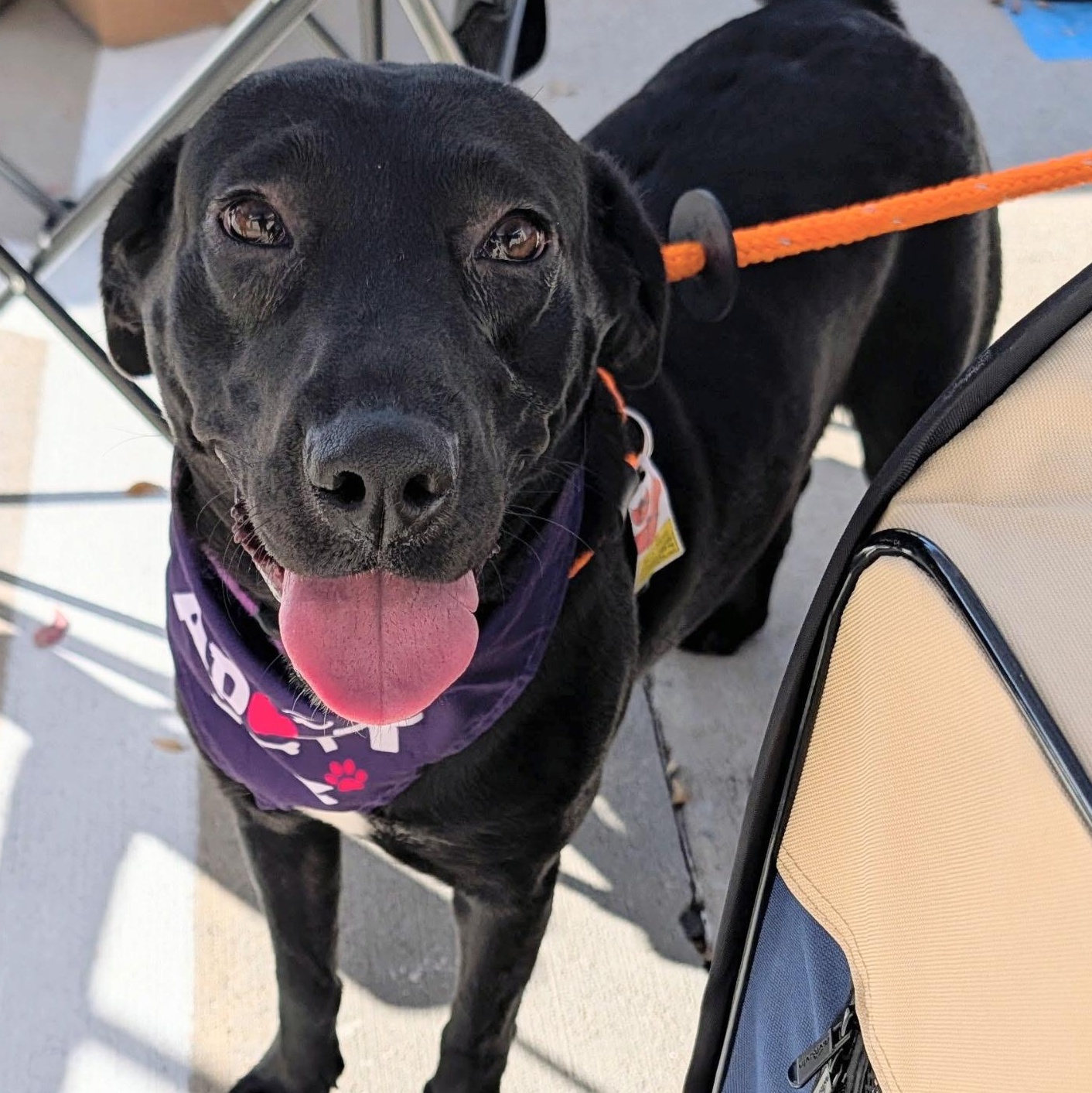 Dog available for adoption - (972) 482-2595