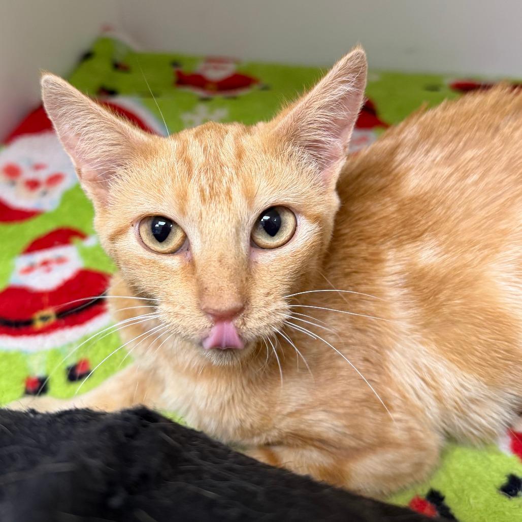 Enlarge Rella, a Adoptable Domestic Short Hair in Stillwater, OK image 1/1