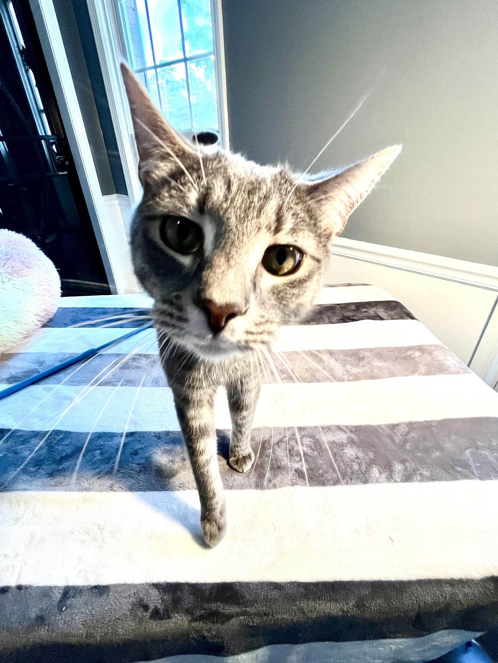 Churro, Adoptable, Young Male Tabby & Siamese.