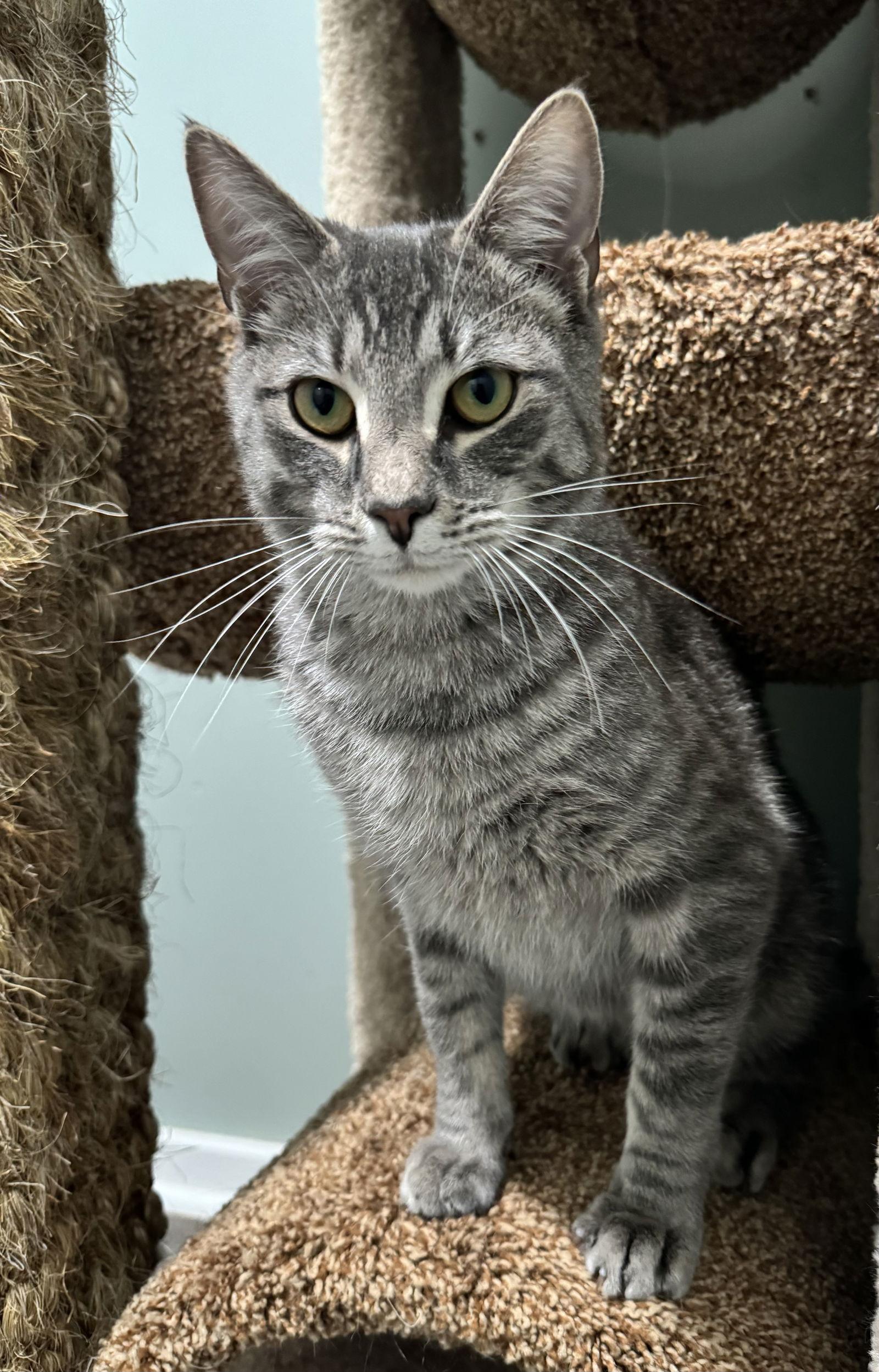 Churro, a Adoptable mixed breed in Lexington, SC image 1/3