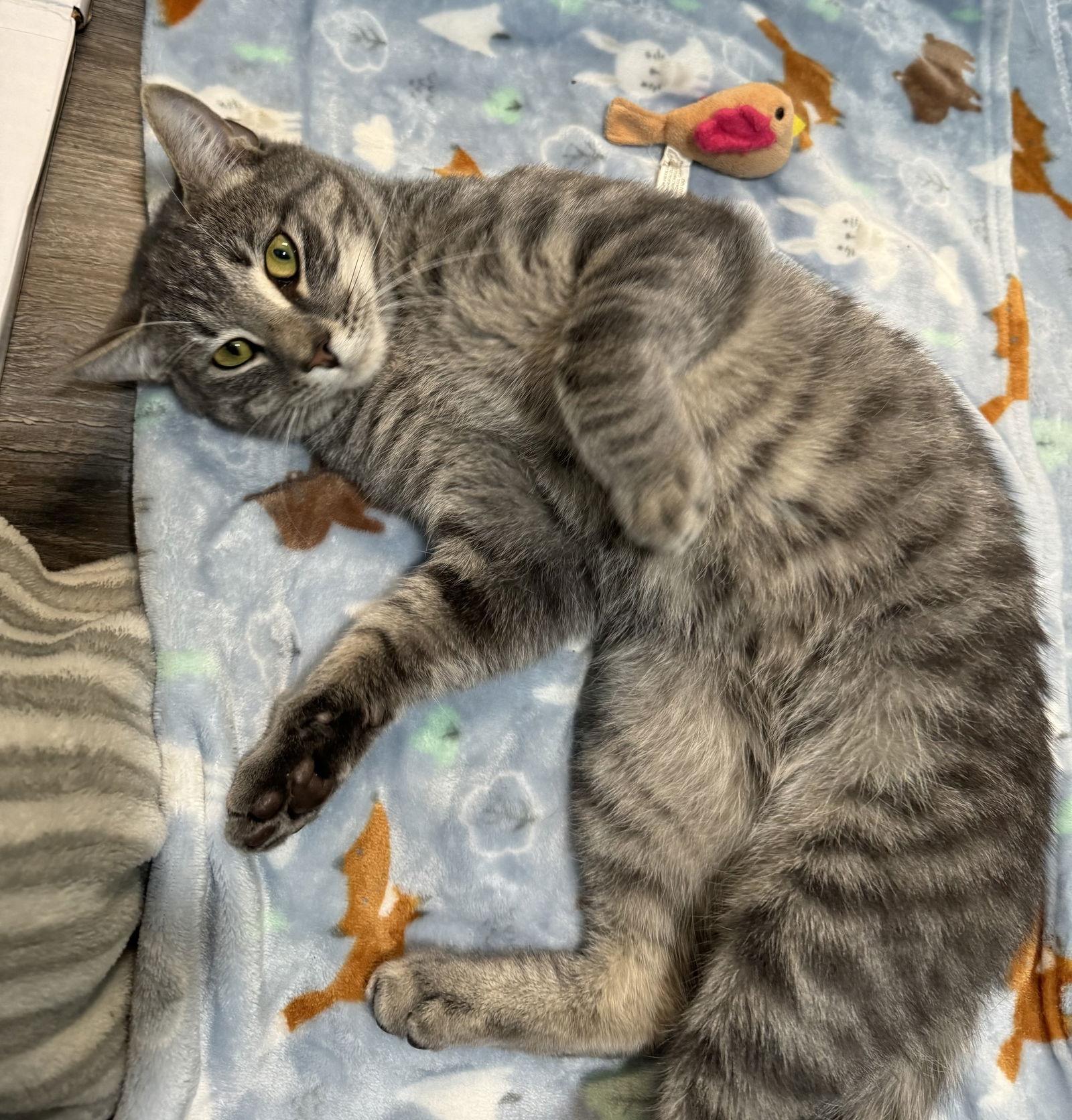 Churro, a Adoptable mixed breed in Lexington, SC image 3/3