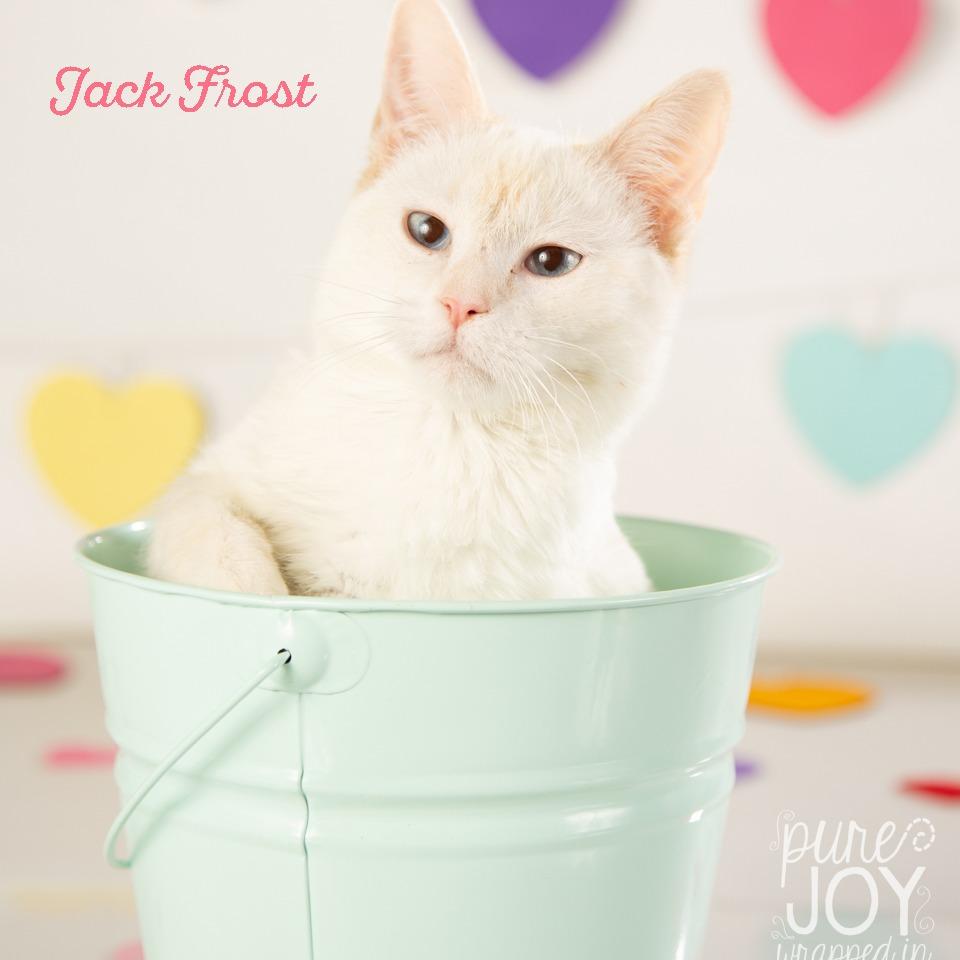 Jack Frost photo