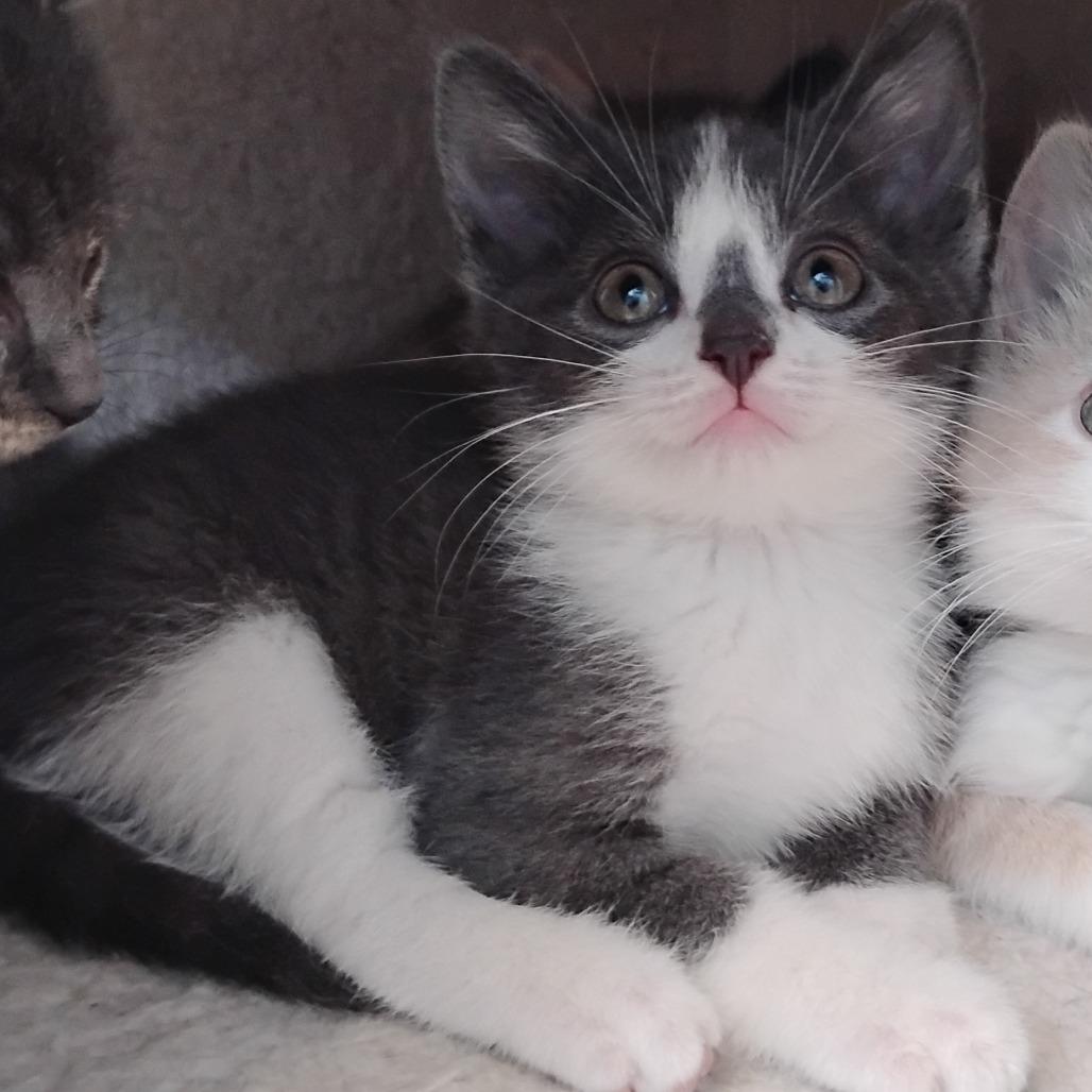 Enlarge Cody Rhodes, a Adoptable Domestic Short Hair in Winchester, TN image 1/1