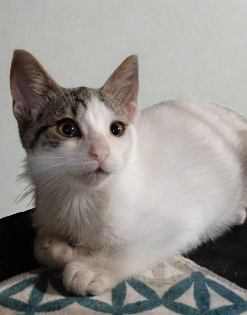 Enlarge Moon, a ADOPTABLE American Shorthair in Union City, NJ image 6/6