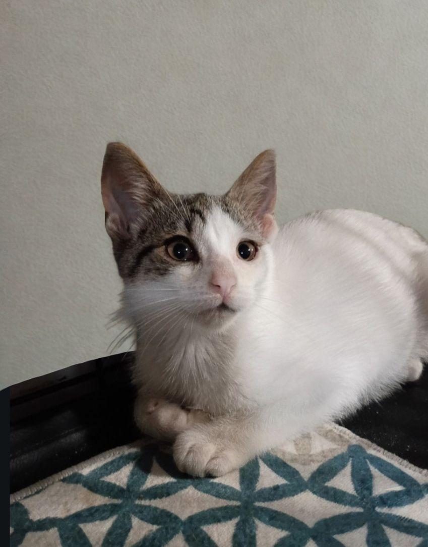 Enlarge Moon, a ADOPTABLE American Shorthair in Union City, NJ image 5/6