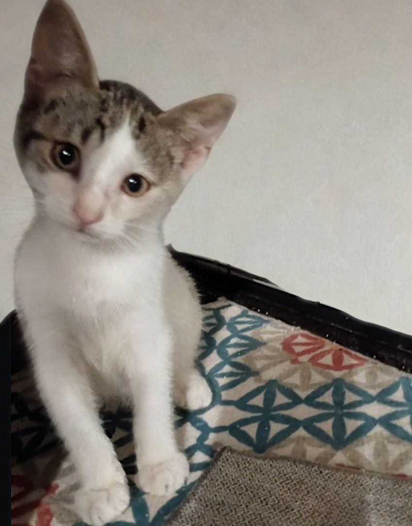 Enlarge Moon, a ADOPTABLE American Shorthair in Union City, NJ image 4/6