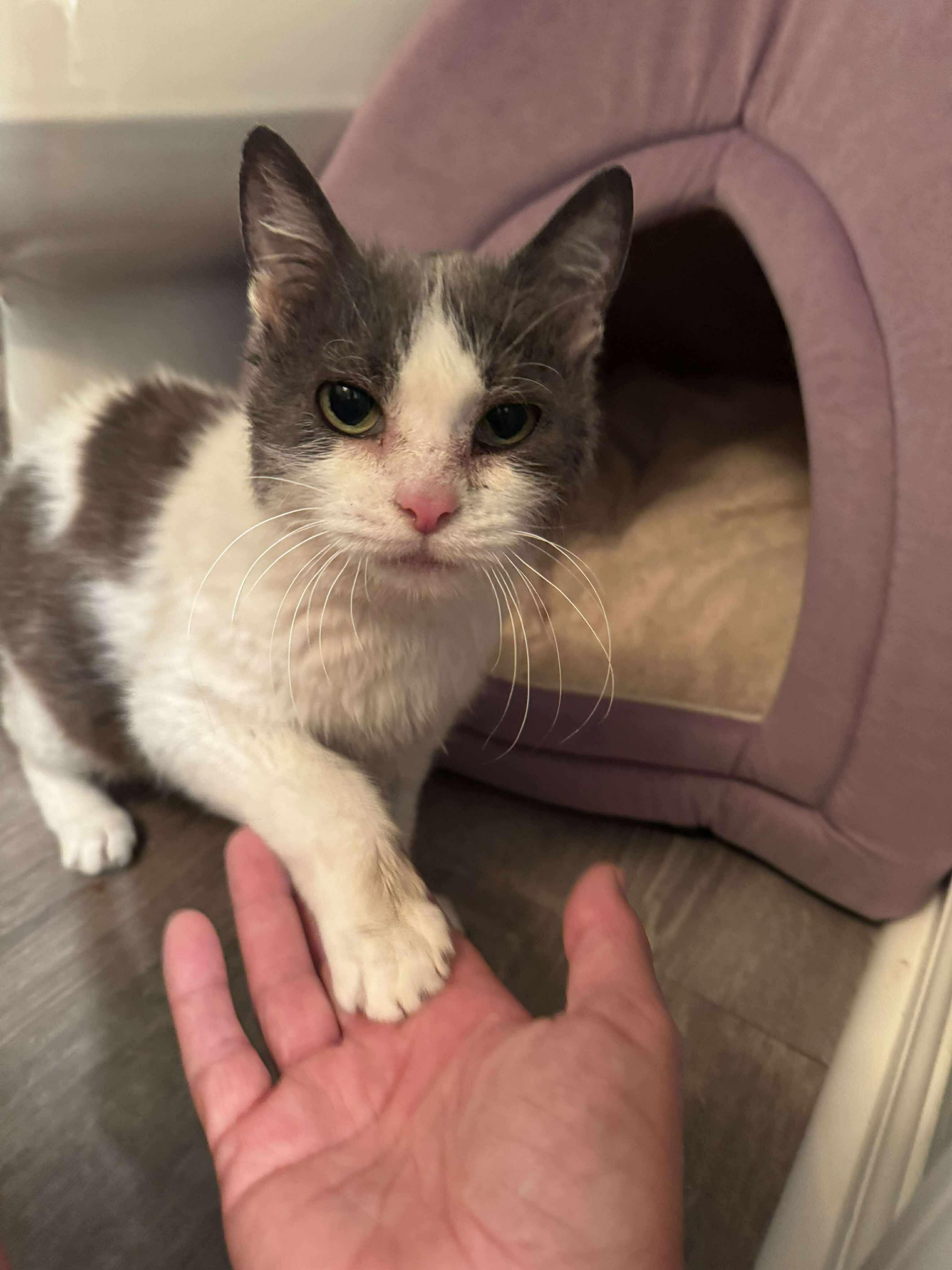 Pipsqueak, Adult Female unknown