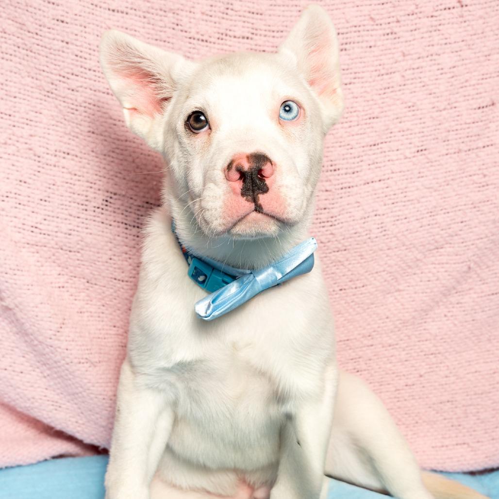 Salty, a Adoptable mixed breed in Brookfield, WI image 1/3