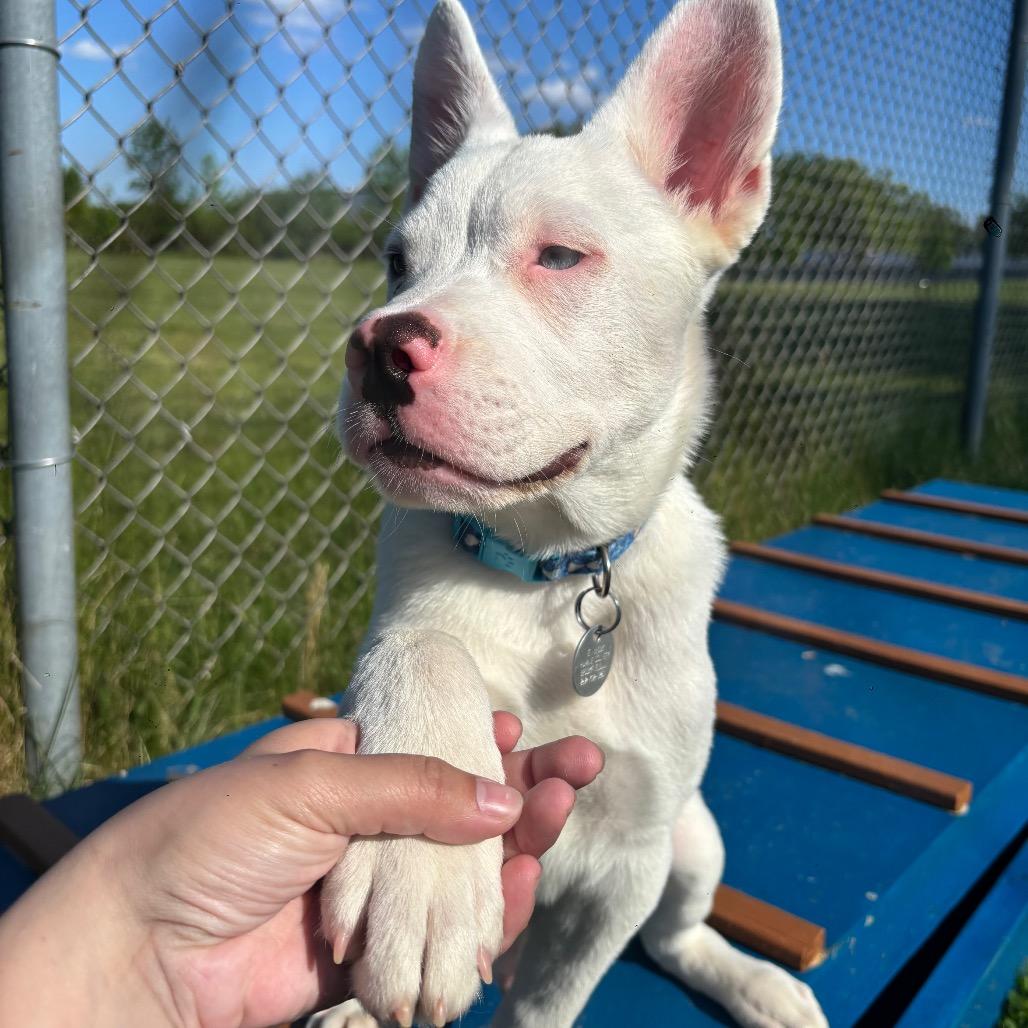 Salty, Adoptable, Puppy Male Cattle Dog & Mixed Breed.