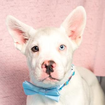 Salty, a Adoptable mixed breed in Brookfield, WI image 2/3