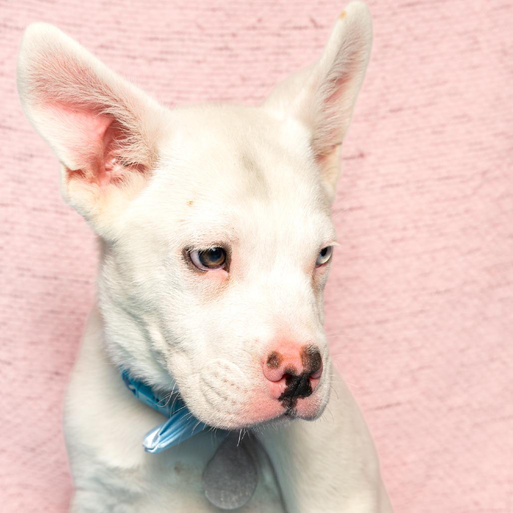 Salty, a Adoptable mixed breed in Brookfield, WI image 3/3