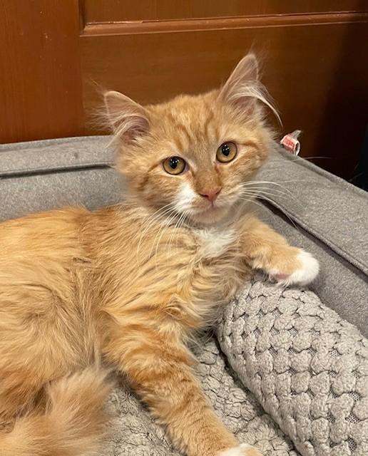 Enlarge Nora (LE), an adopted Domestic Long Hair in Little Falls, NJ image 1/4