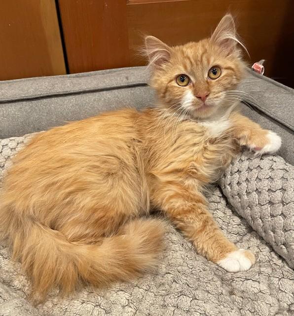 Enlarge Nora (LE), an adopted Domestic Long Hair in Little Falls, NJ image 2/4