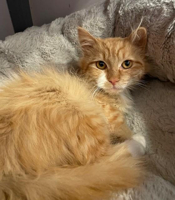 Enlarge Nora (LE), an adopted Domestic Long Hair in Little Falls, NJ image 4/4