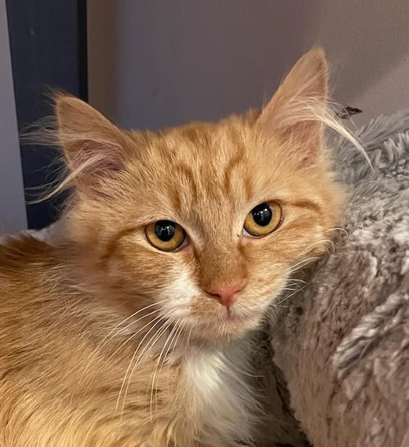 Enlarge Nora (LE), an adopted Domestic Long Hair in Little Falls, NJ image 3/4