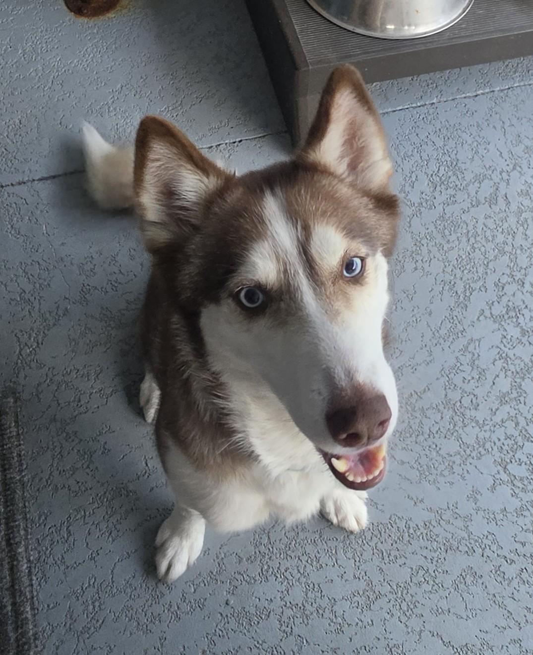 Freya, adopted, Young Female Husky.