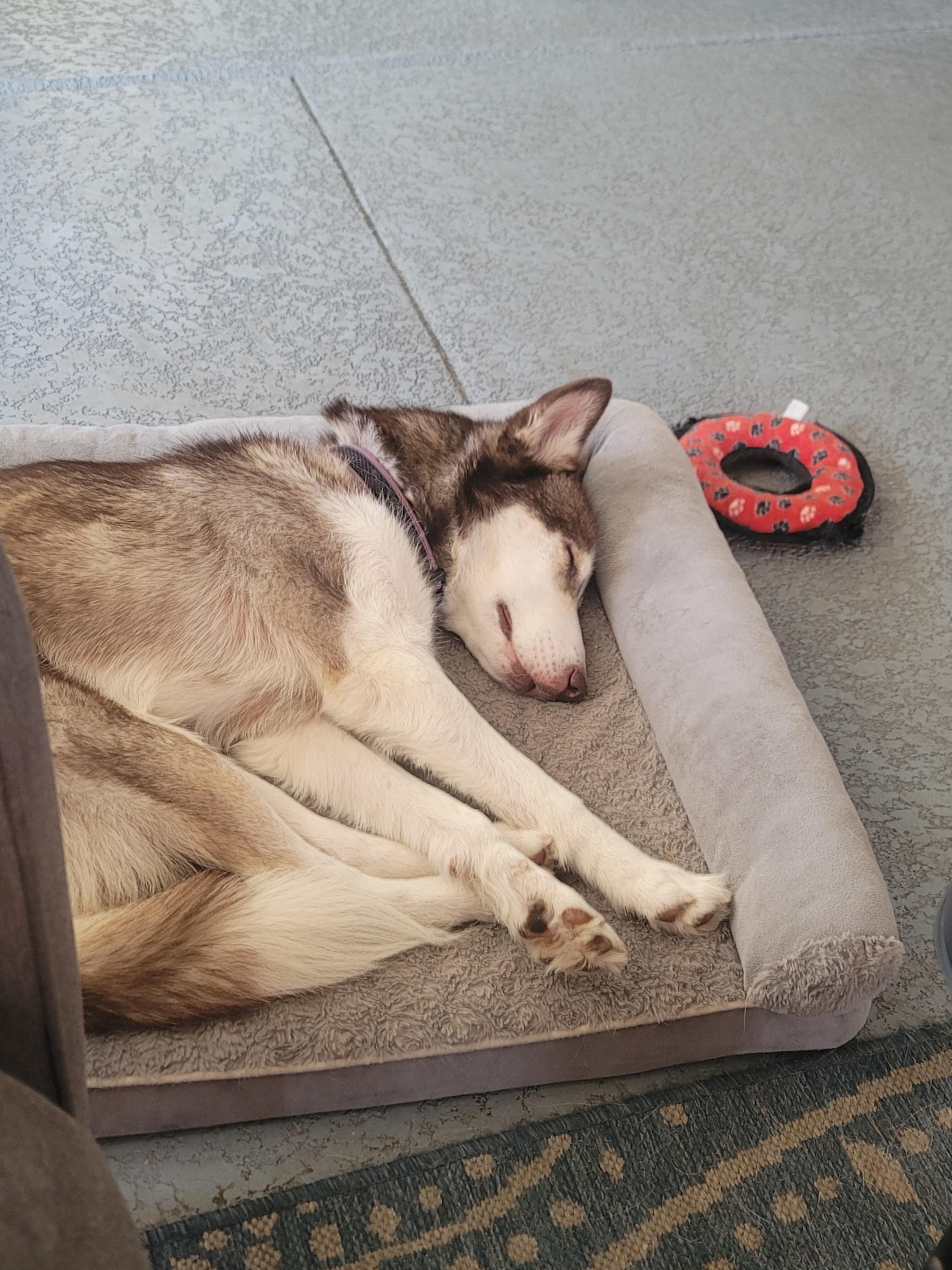 Freya, an adopted Husky in Maitland, FL image 3/3