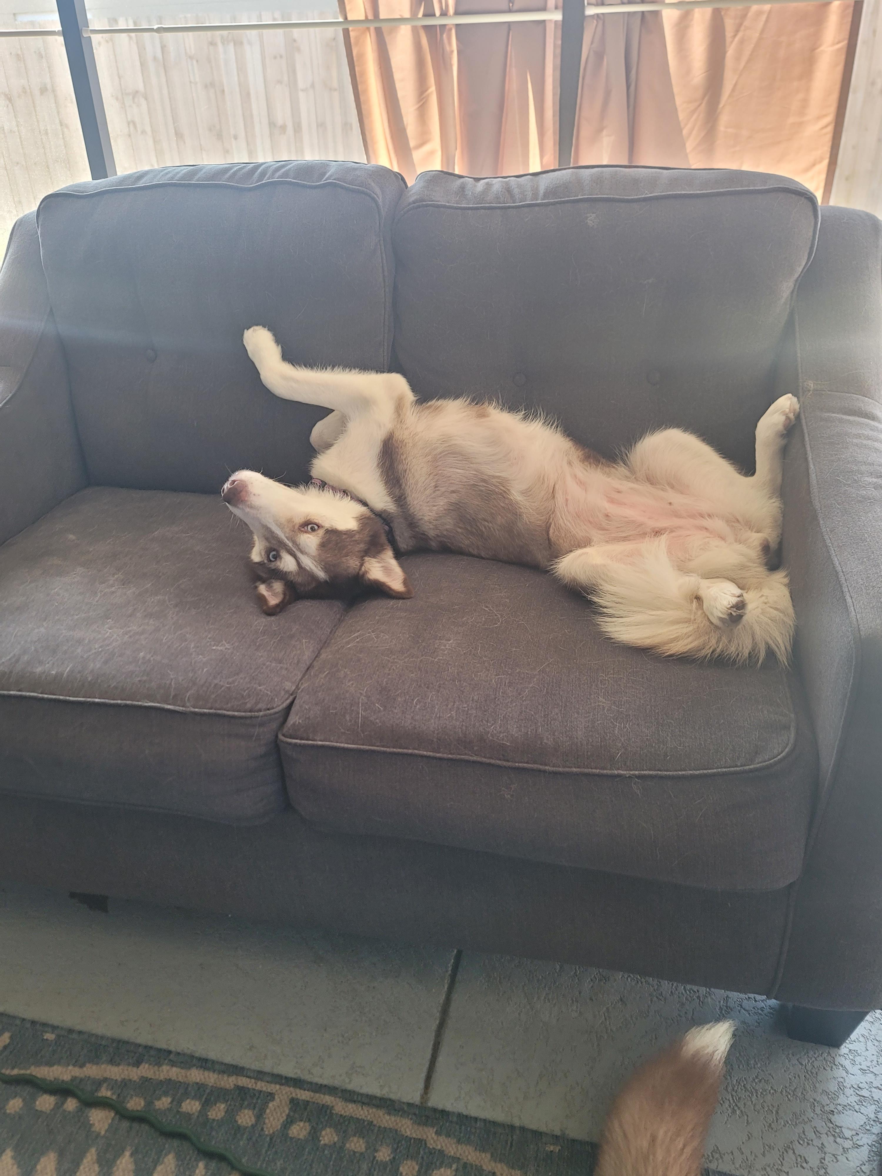 Freya, an adopted Husky in Maitland, FL image 2/3