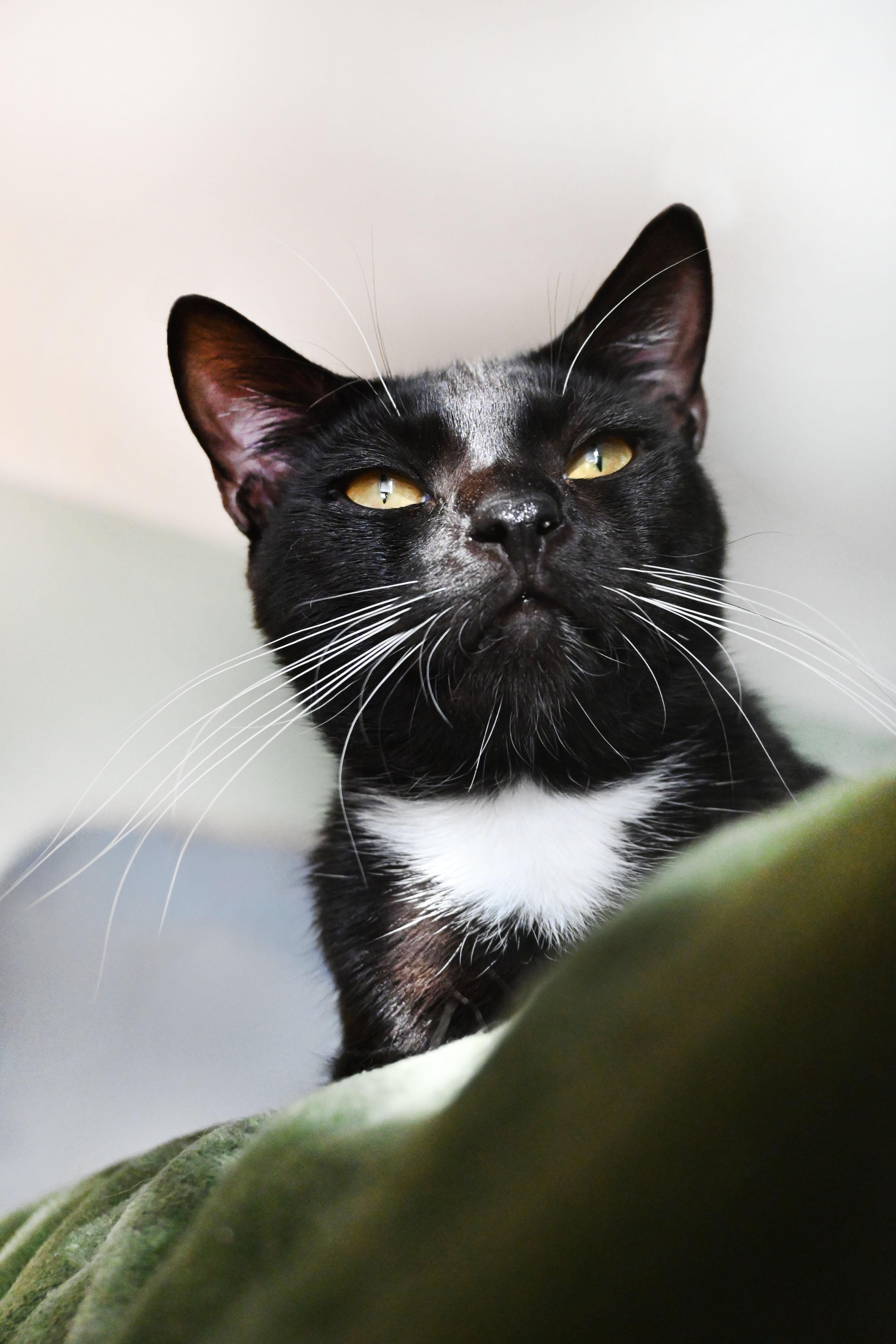 Pets for adoption from Brozanski for Cats | Petfinder