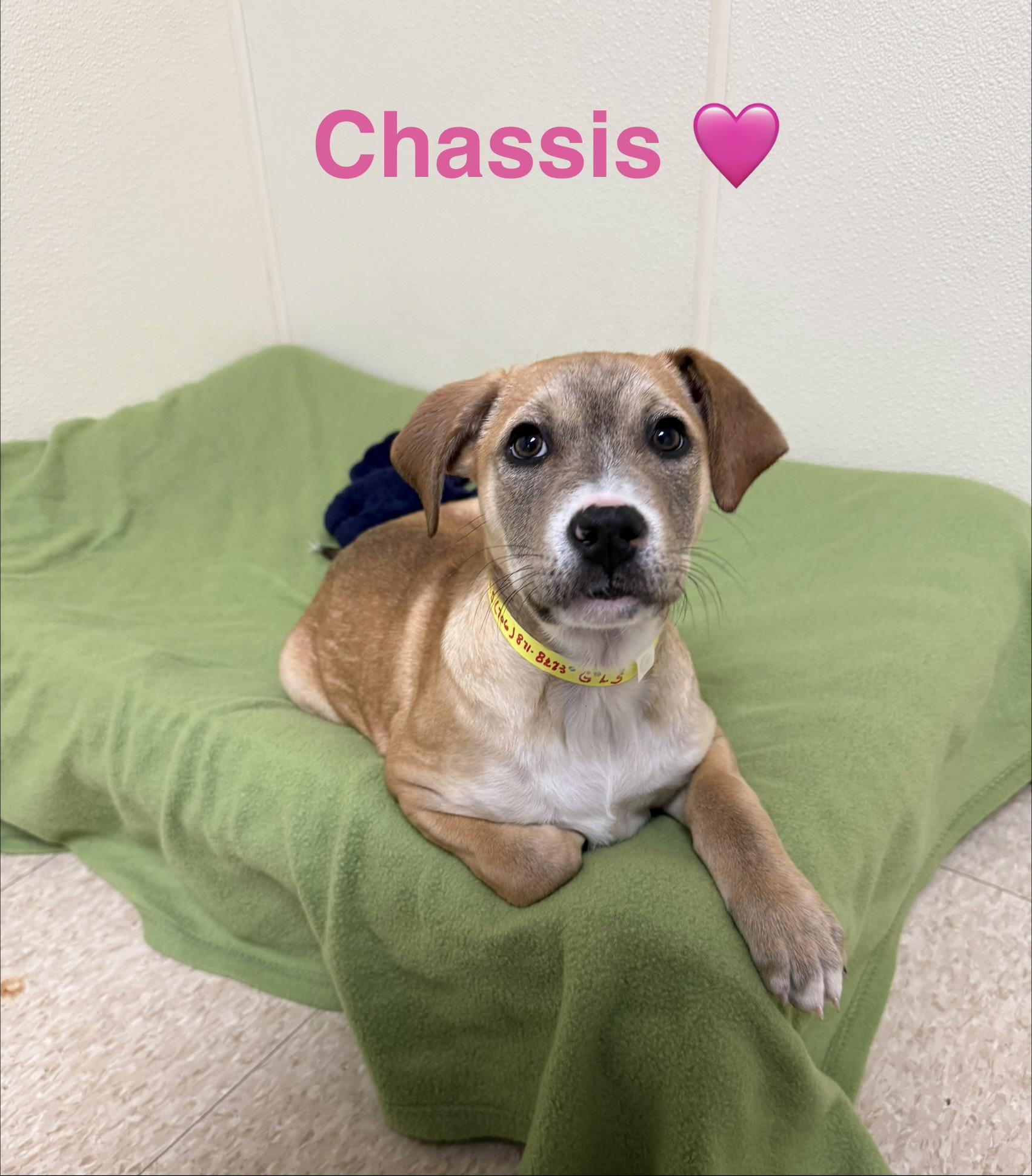 Chassis , a ADOPTABLE Shepherd in Douglas, MA image 1/5