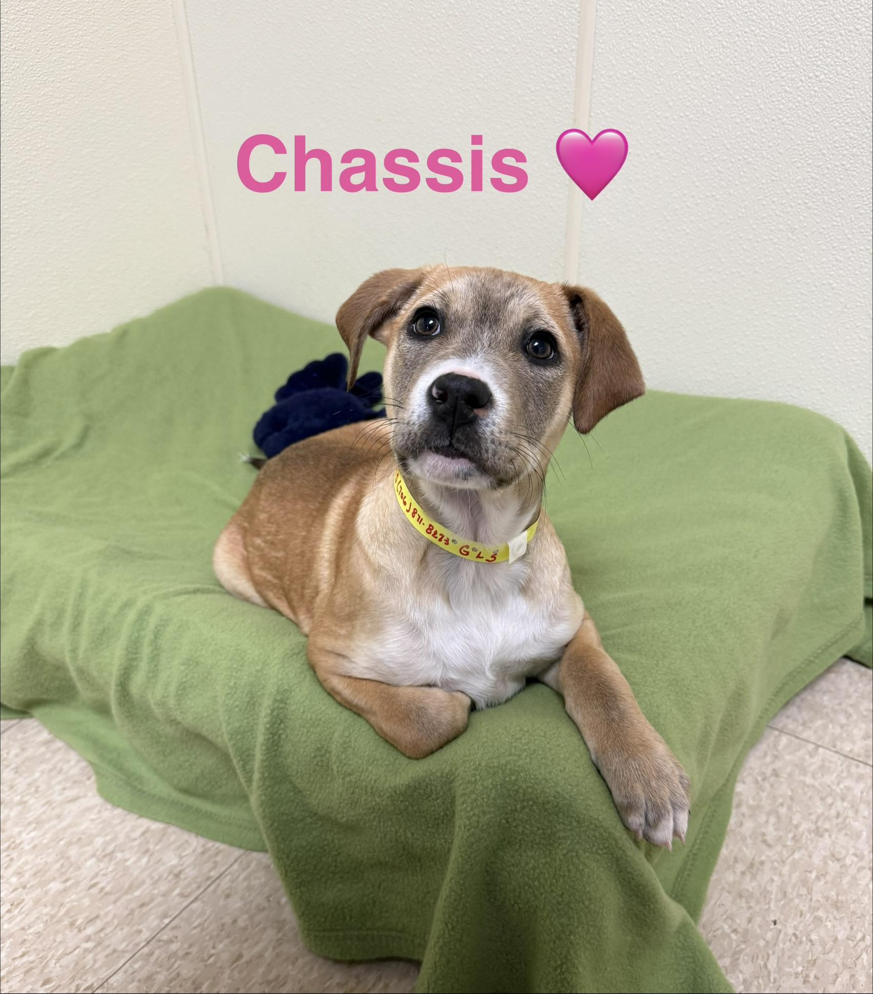 Chassis , a ADOPTABLE Shepherd in Douglas, MA image 2/5