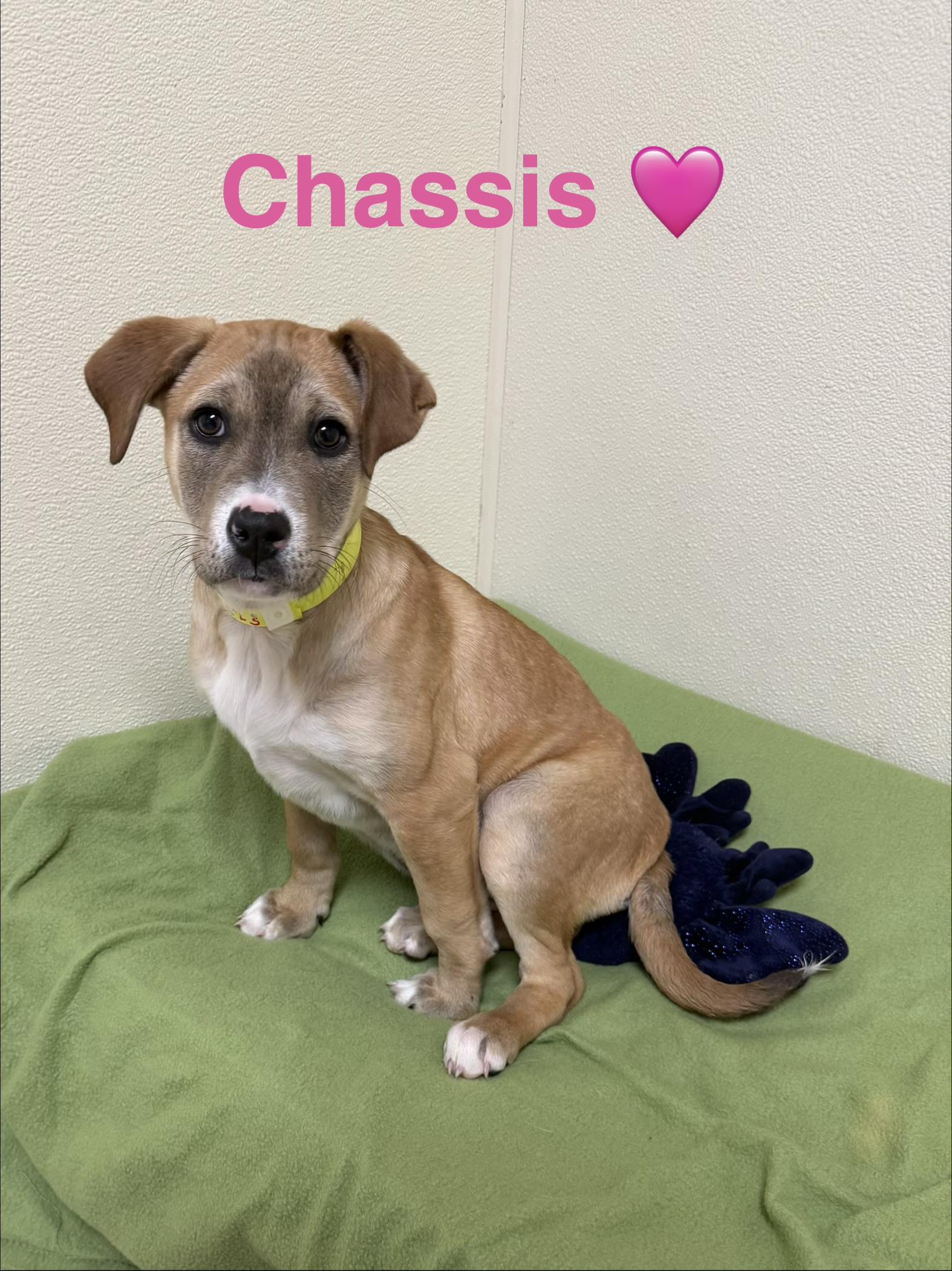 Chassis , a ADOPTABLE Shepherd in Douglas, MA image 3/5