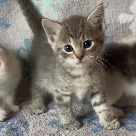 Little Jo C25-056, Adoptable, Kitten Female Domestic Short Hair.