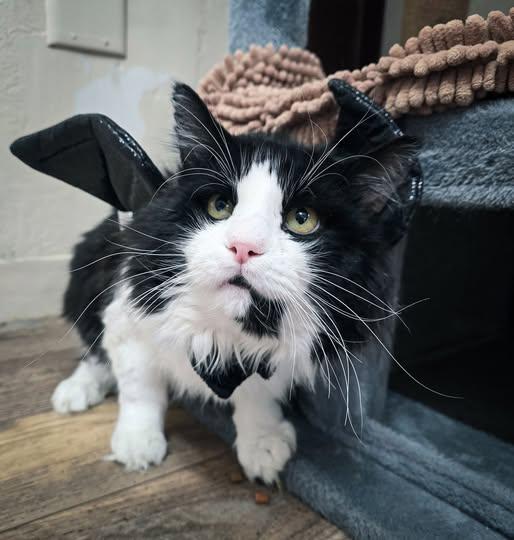 Rascal, Adoptable, Adult Male Domestic Long Hair.