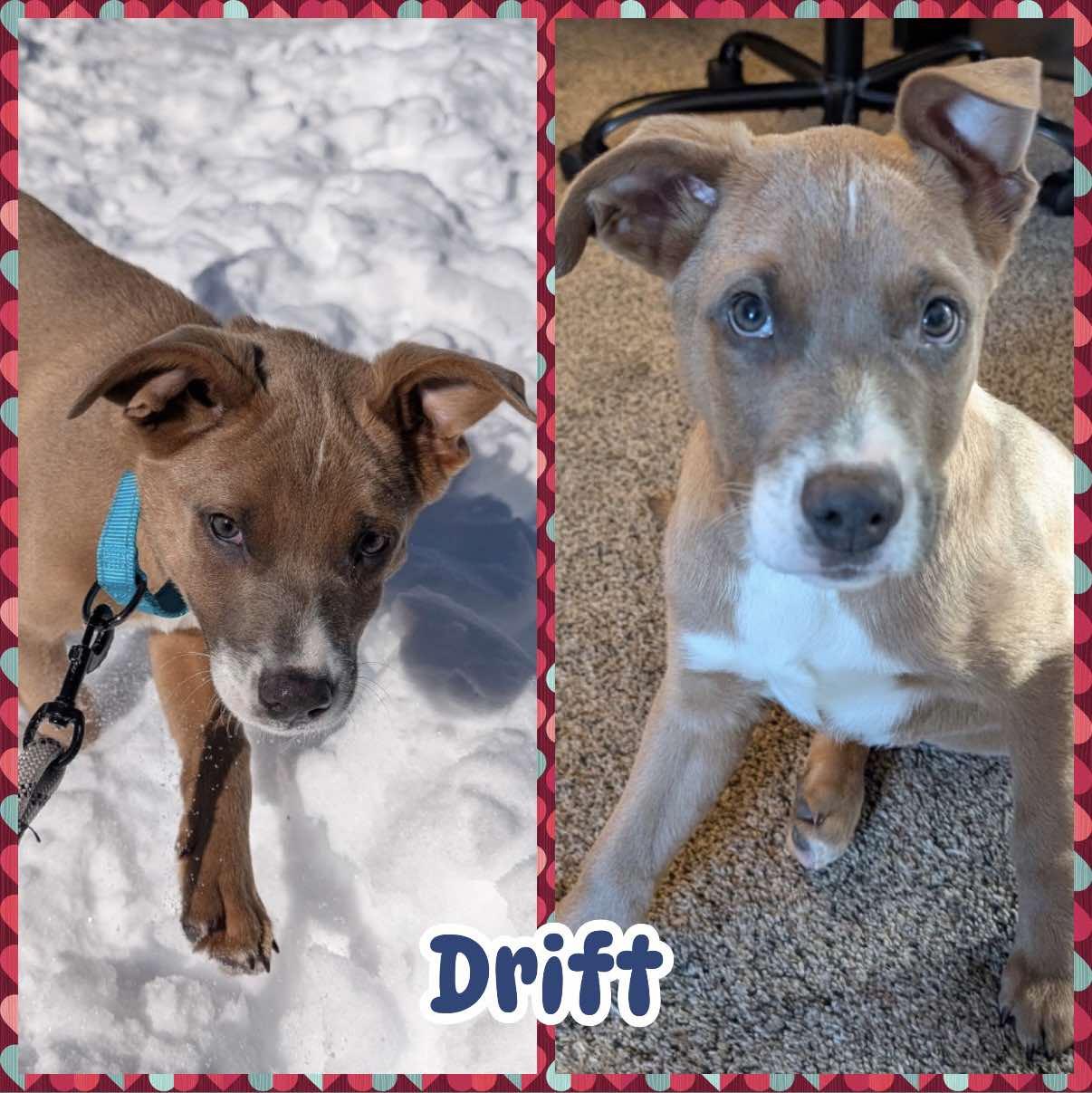 Enlarge Drift, an adopted mixed breed in Ringwood, NJ image 1/2