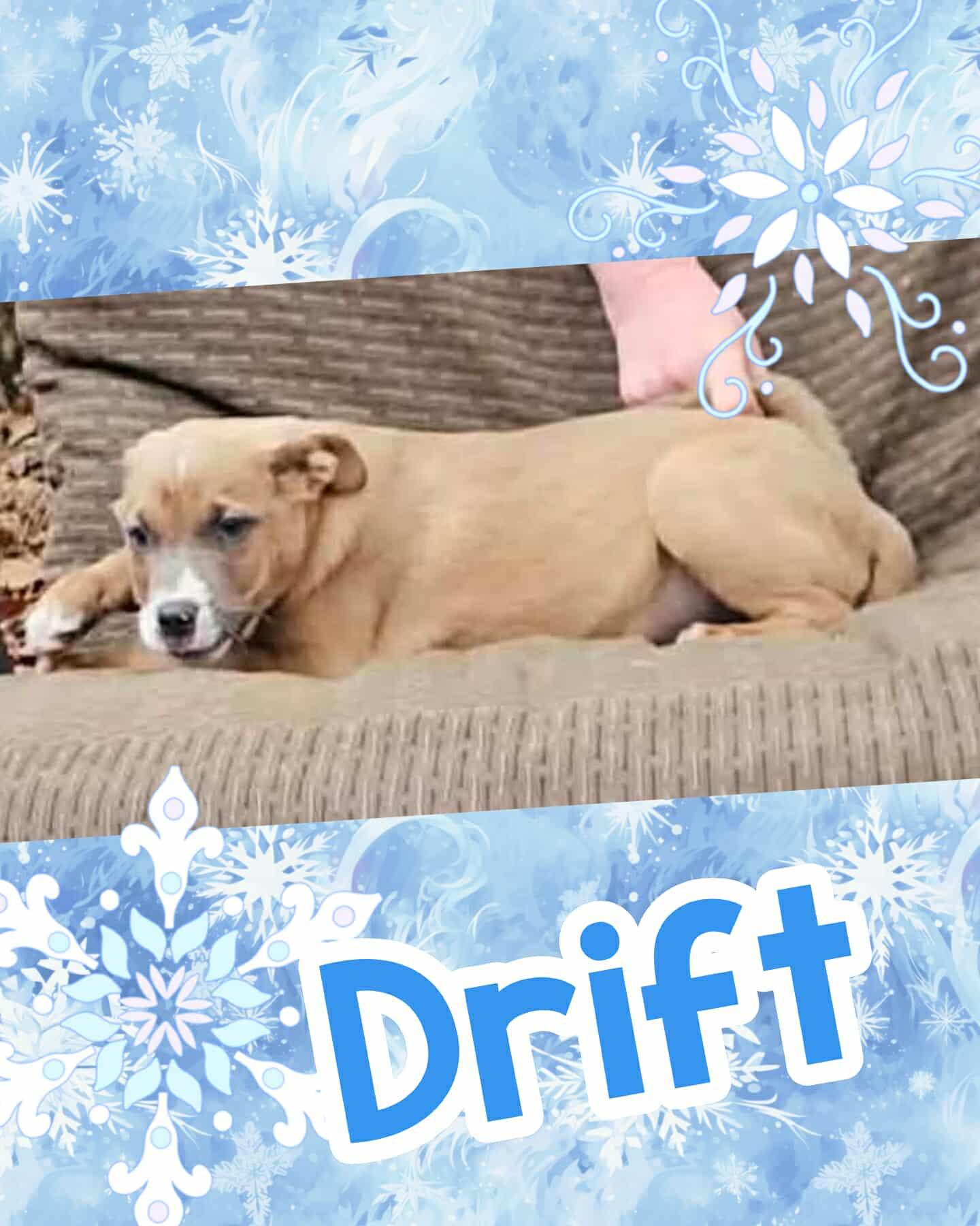Enlarge Drift, an adopted mixed breed in Ringwood, NJ image 2/2