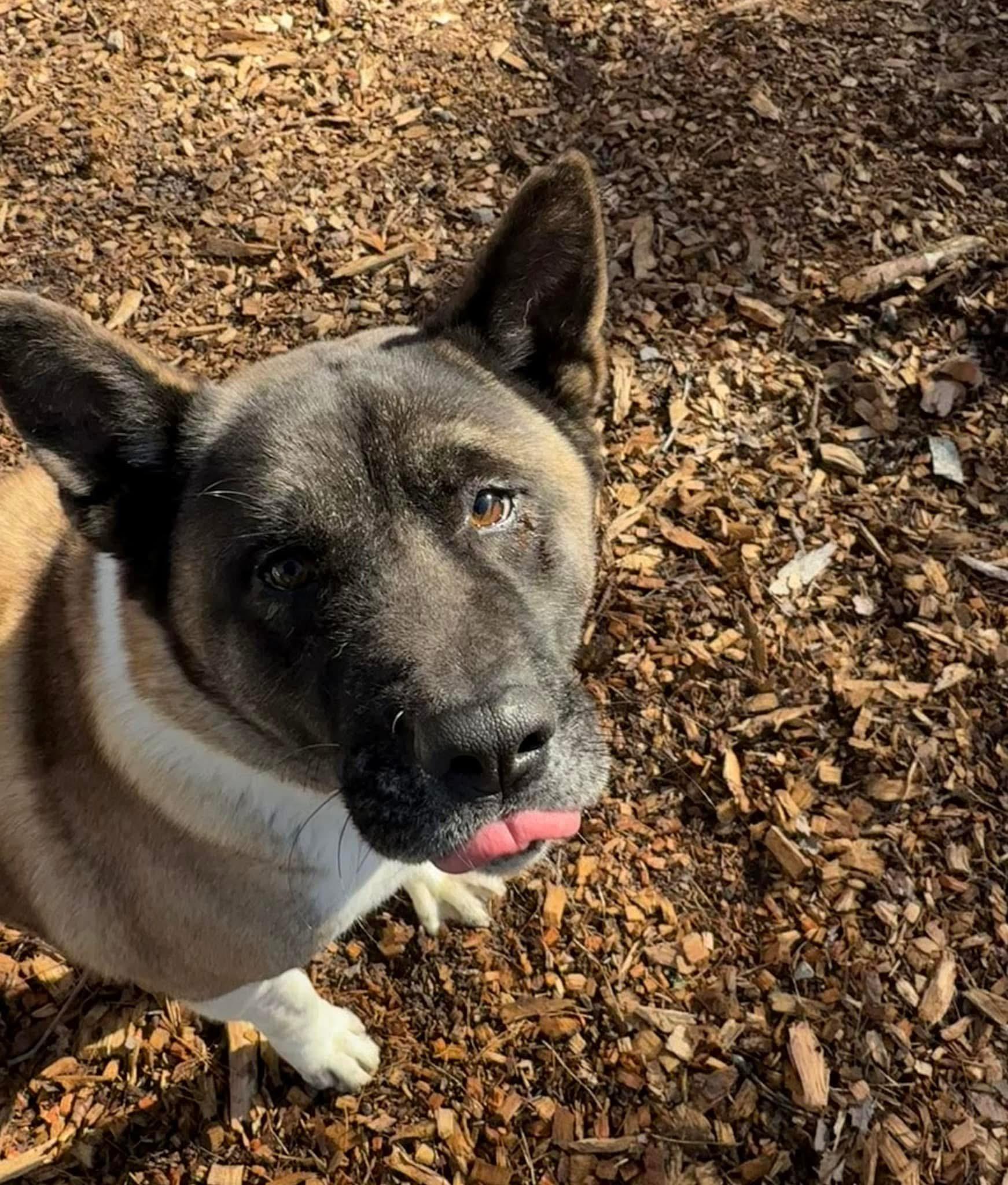 Enlarge Dorothy, a Adoptable Akita in Toms River, NJ image 1/5