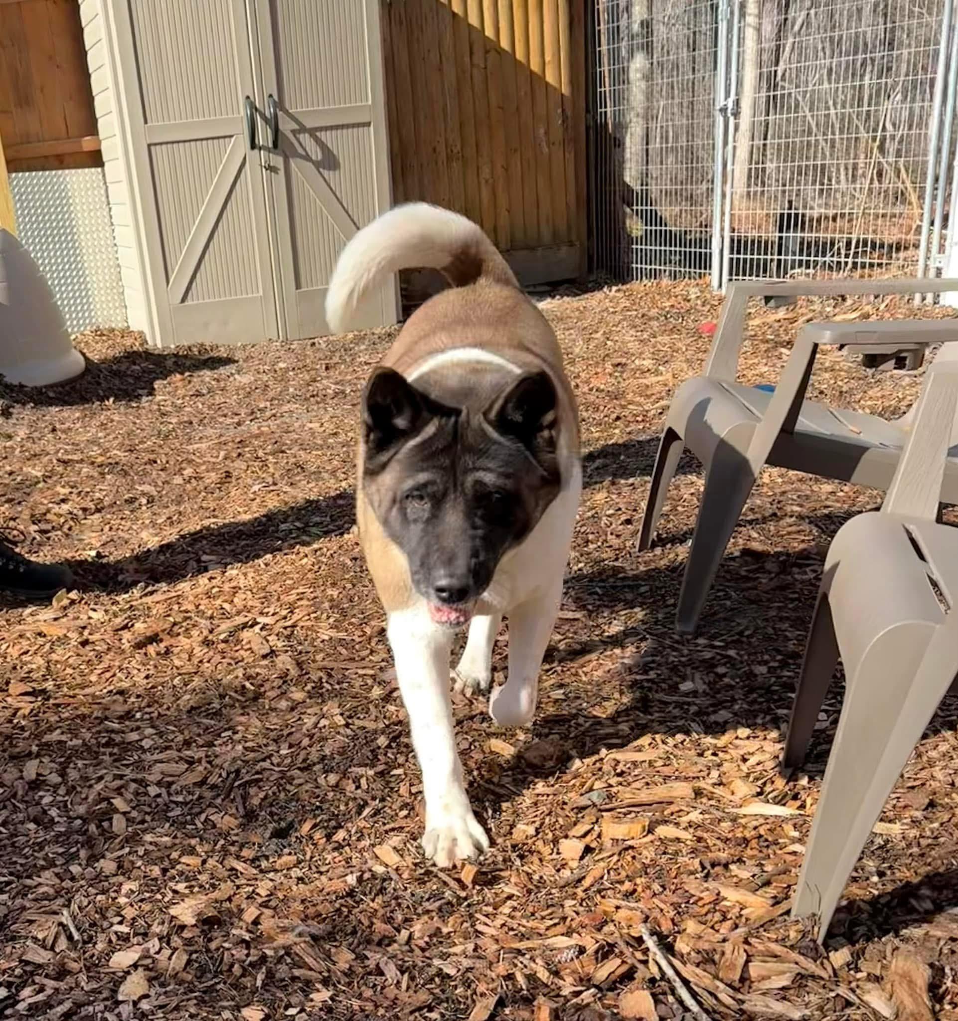 Enlarge Dorothy, a Adoptable Akita in Toms River, NJ image 5/5