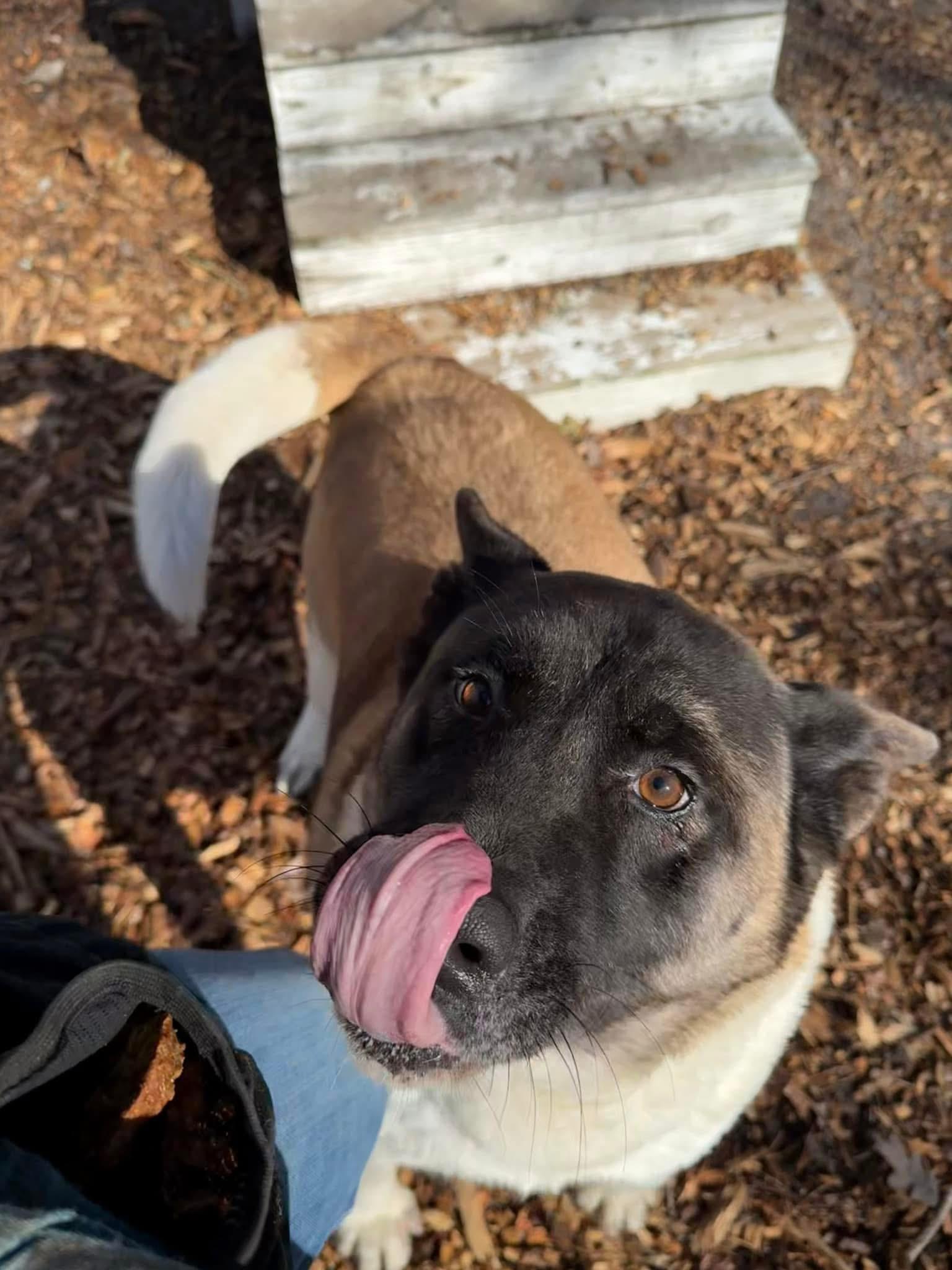 Enlarge Dorothy, a Adoptable Akita in Toms River, NJ image 3/5