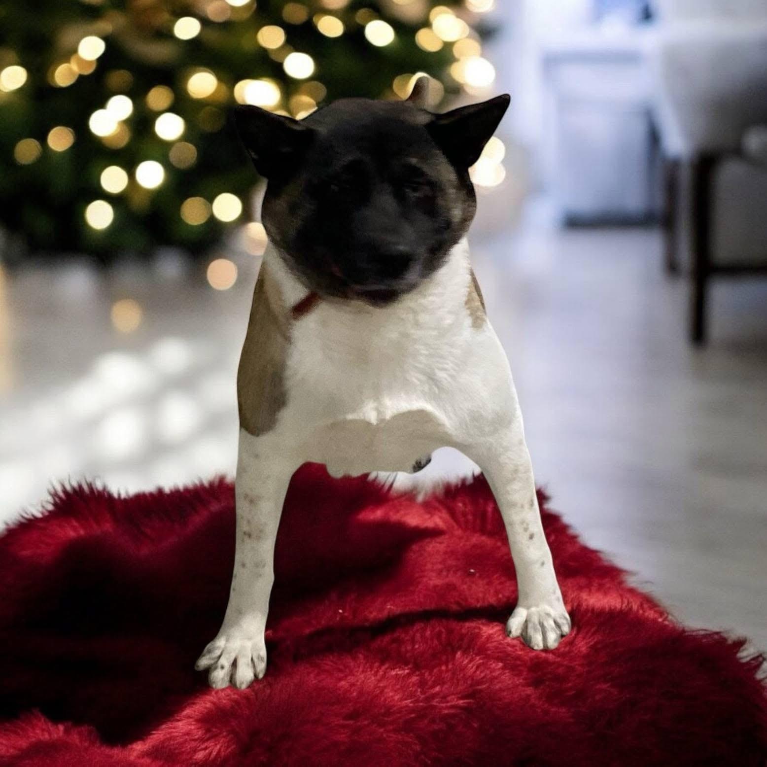 Enlarge Dorothy, a Adoptable Akita in Toms River, NJ image 2/5