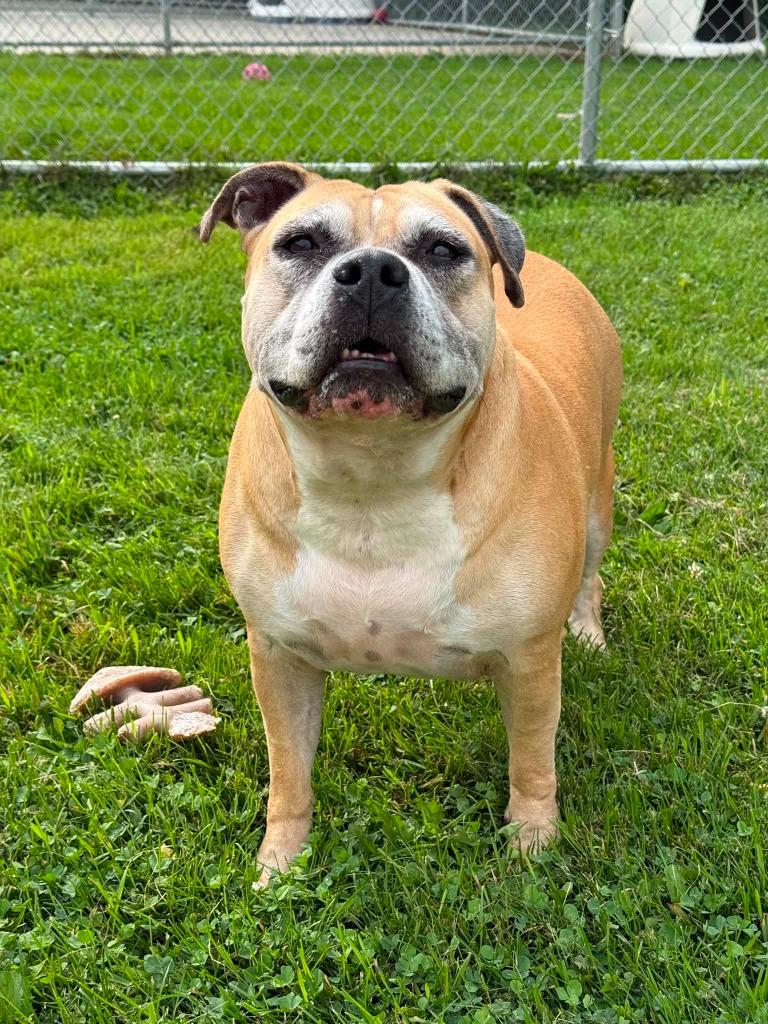 Ruth, Adoptable, Senior Female Mixed Breed.
