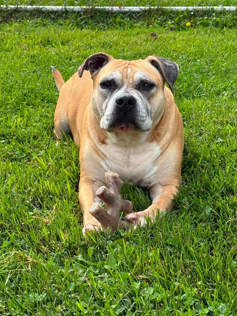 Ruth, a Adoptable Mixed Breed in Viroqua, WI image 2/3