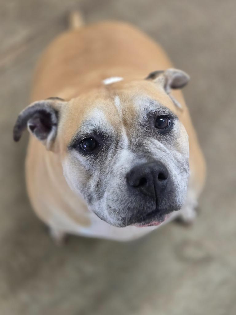 Ruth, a Adoptable Mixed Breed in Viroqua, WI image 3/3