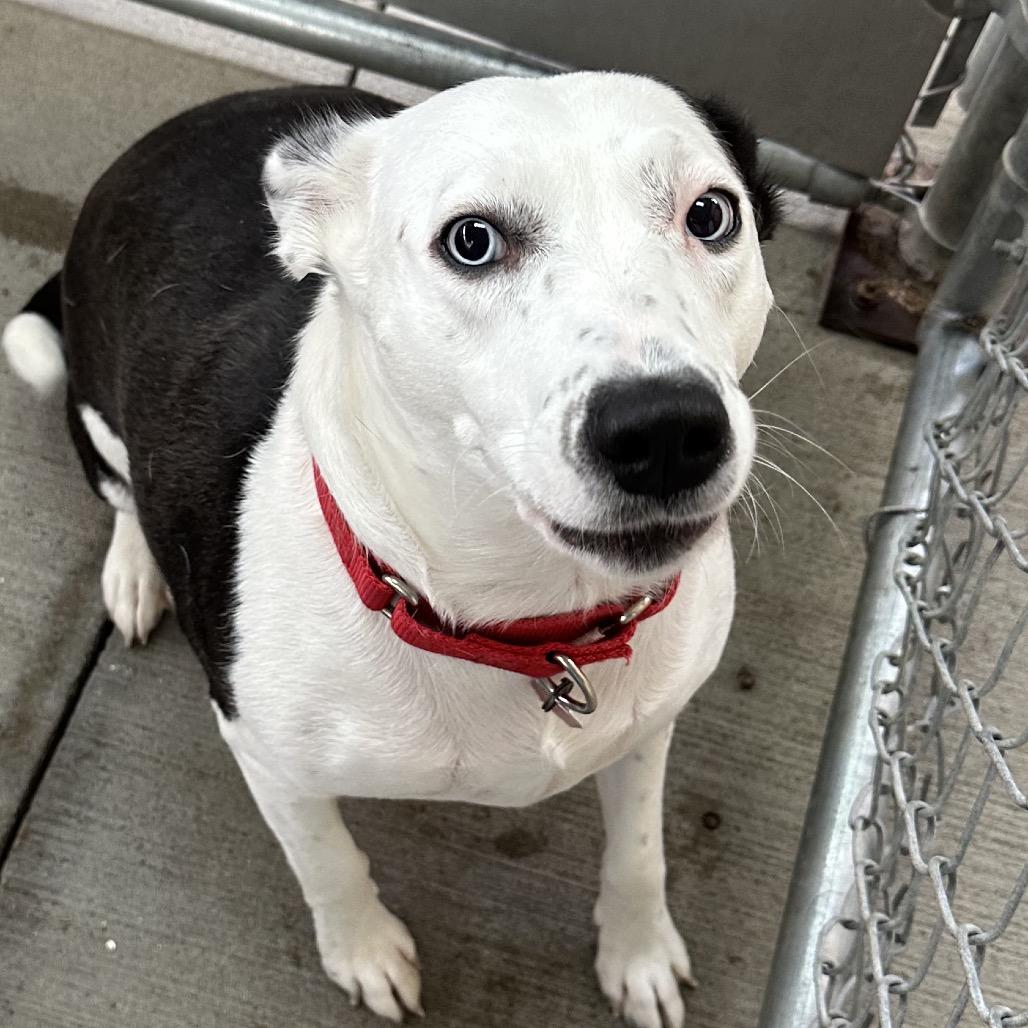 Hazy Blue, Adoptable, Adult Female Australian Shepherd & Cattle Dog.