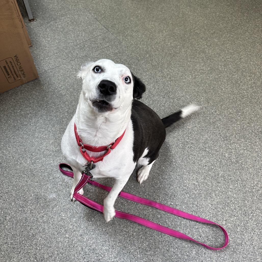 Hazy Blue thumbnail 2