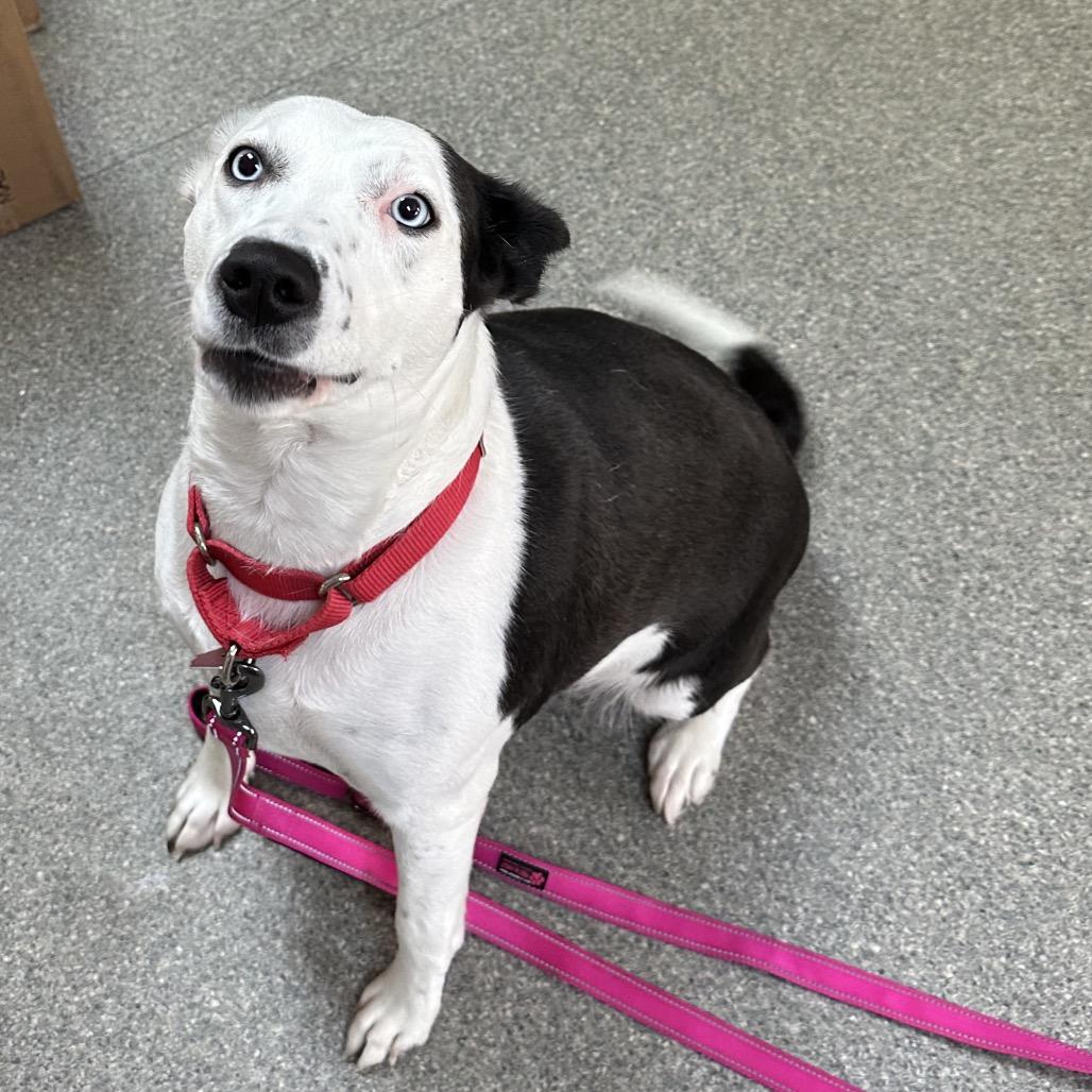 Hazy Blue thumbnail 4