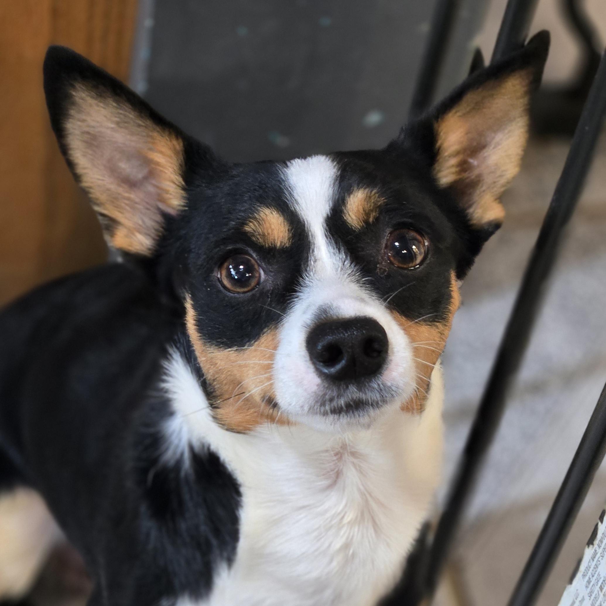 Enlarge Eddie, a ADOPTABLE mixed breed in Normal, IL image 1/5