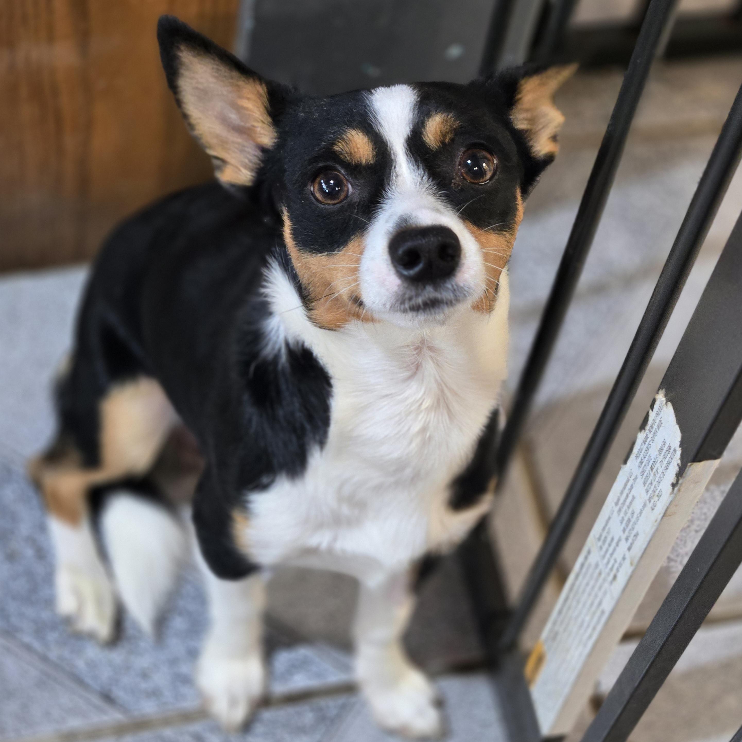 Enlarge Eddie, a ADOPTABLE mixed breed in Normal, IL image 5/5