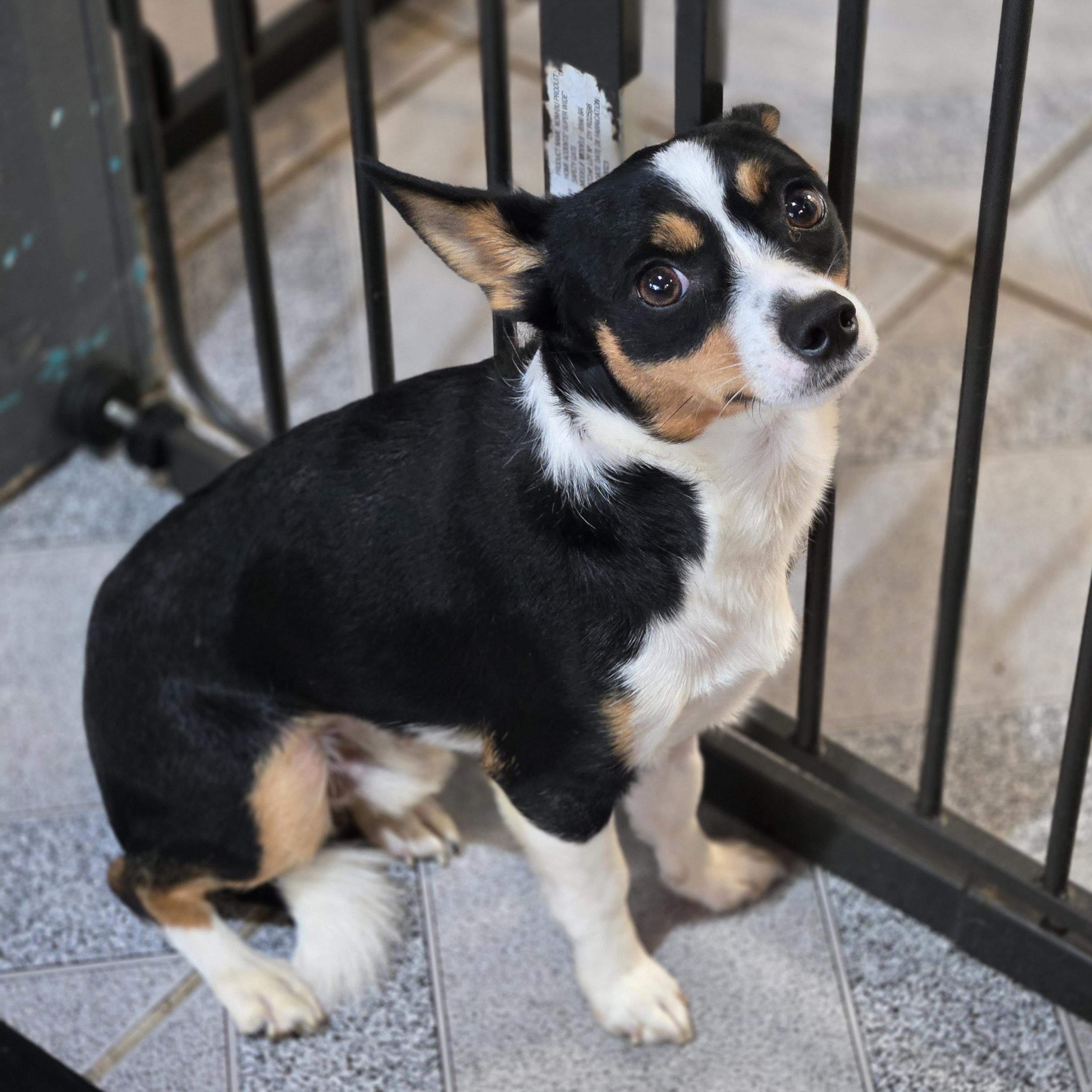 Enlarge Eddie, a ADOPTABLE mixed breed in Normal, IL image 4/5