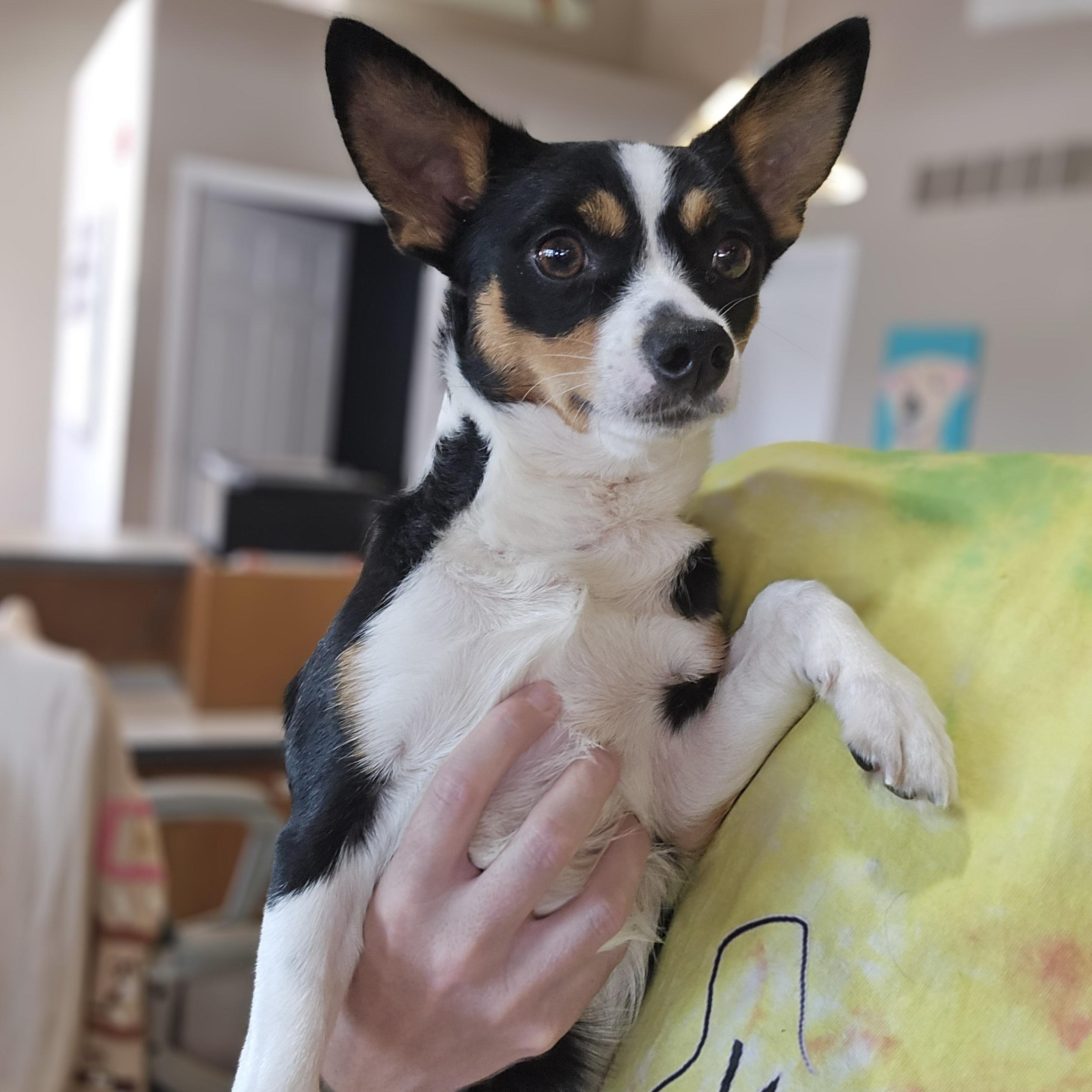Enlarge Eddie, a ADOPTABLE mixed breed in Normal, IL image 2/5