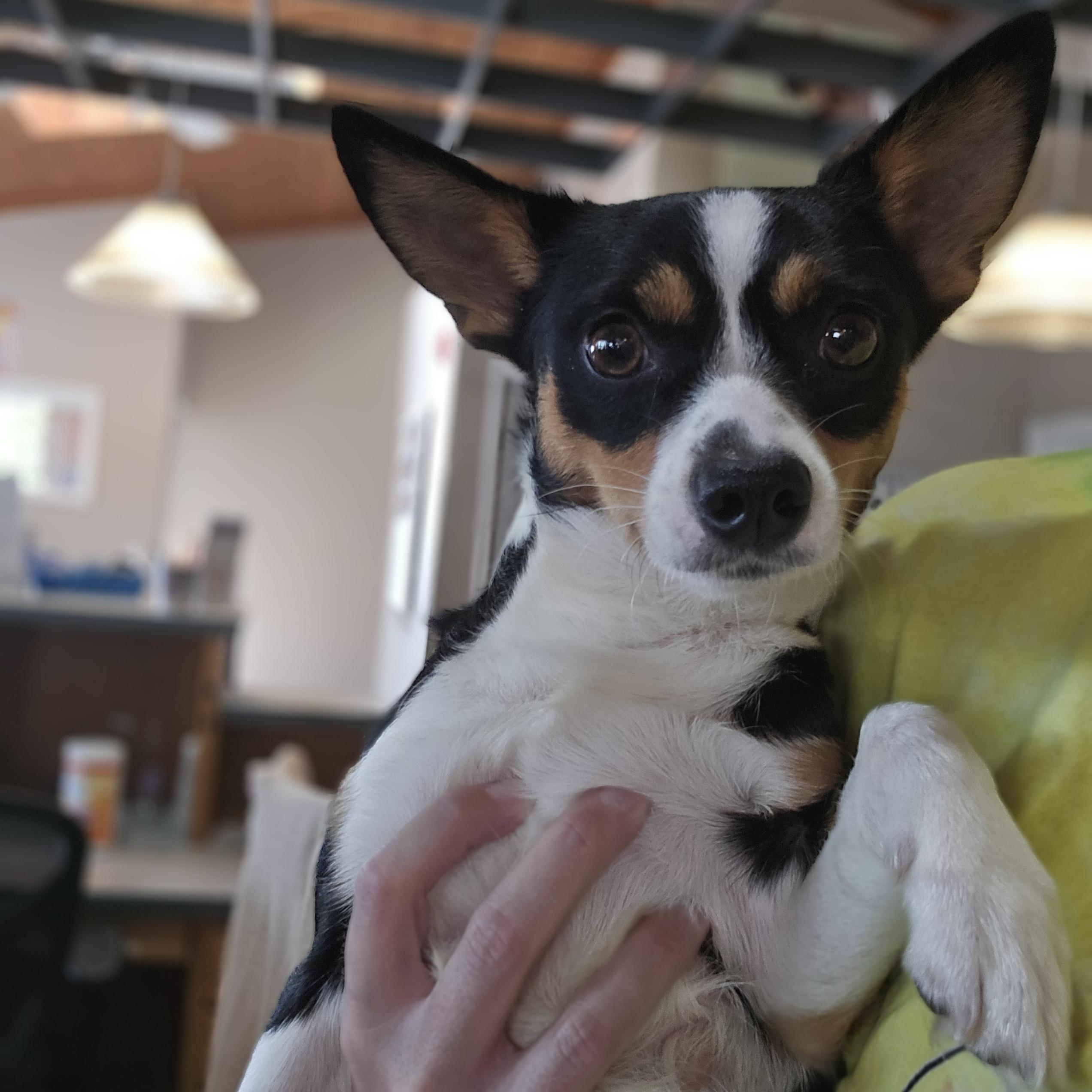 Enlarge Eddie, a ADOPTABLE mixed breed in Normal, IL image 3/5