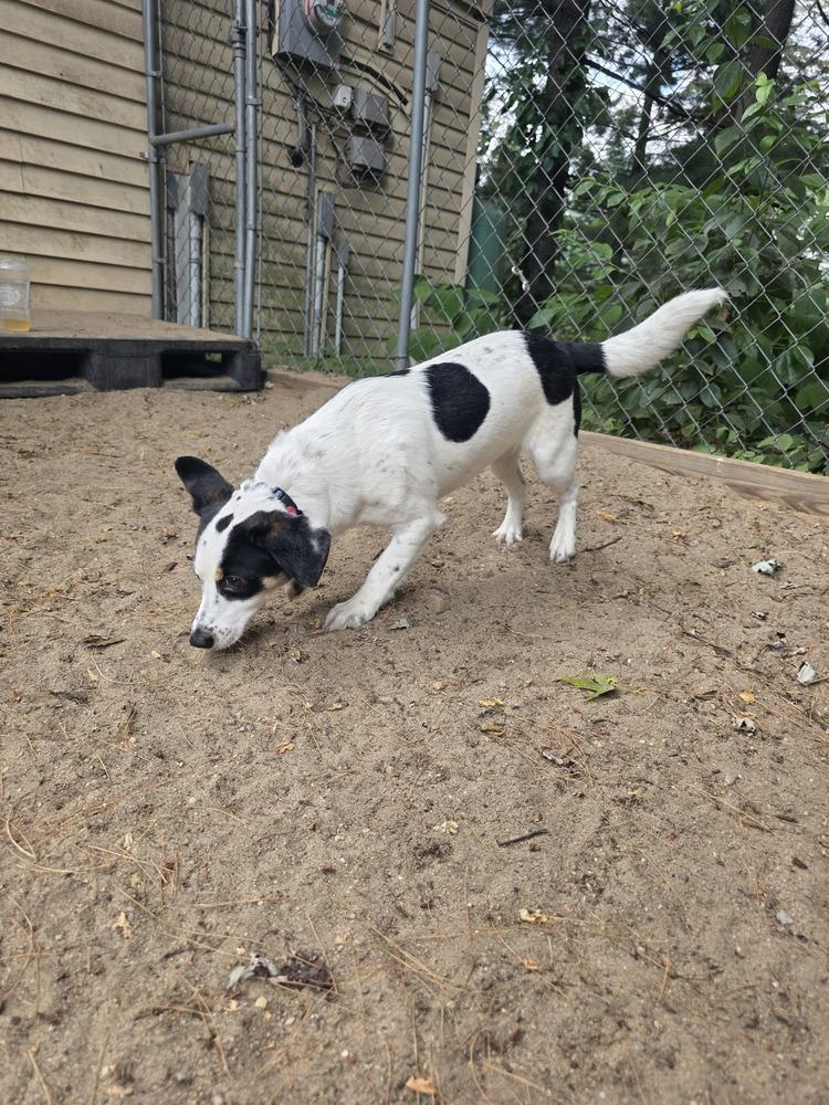 Remington - 25141, Adoptable, Young Male Jack Russell Terrier.