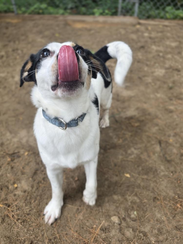 Enlarge Remington - 25141, a Adoptable mixed breed in Armonk, NY image 2/6