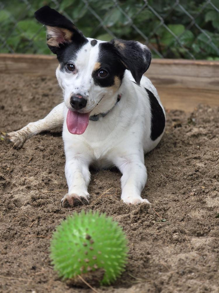 Enlarge Remington - 25141, a Adoptable mixed breed in Armonk, NY image 3/6