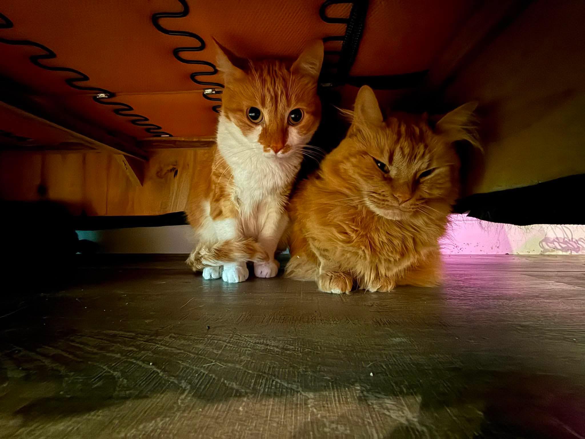 Tiger & Helper, an adopted Domestic Long Hair in Cosby, TN image 5/6