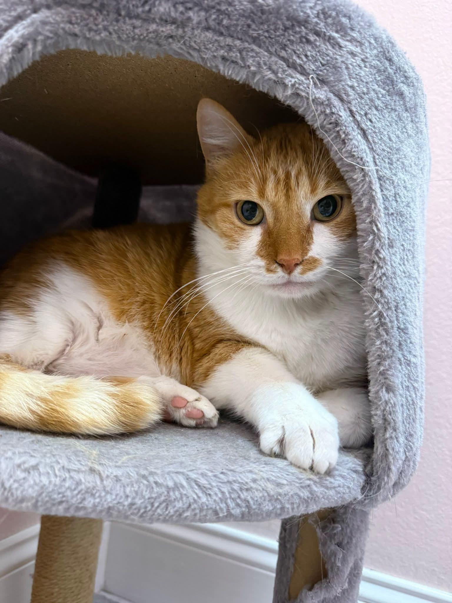 Tiger & Helper, an adopted Domestic Long Hair in Cosby, TN image 6/6